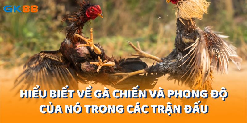 Hiểu biết về gà chiến và phong độ của nó trong các trận đấu