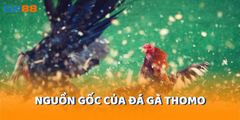 Nguồn gốc của Đá gà Thomo